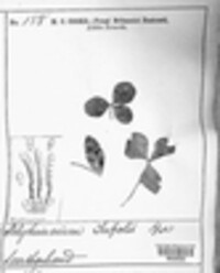 Polythrincium trifolii image